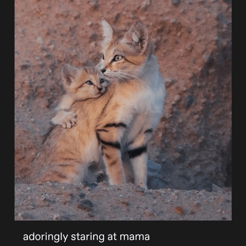 adoringly staring at mama