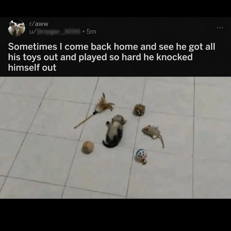 r/aww u/ 5m Sometimes I come back home and see he got all his toys out and played so hard he knocked himself out