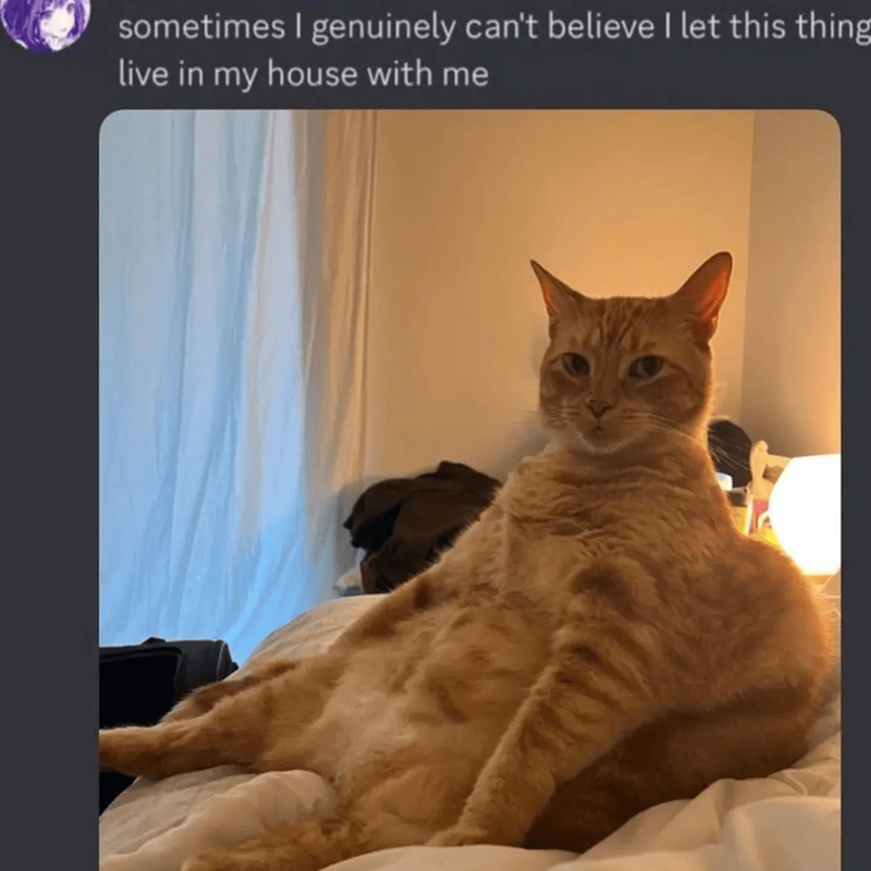 sometimes I genuinely can't believe I let this thing live in my house with me