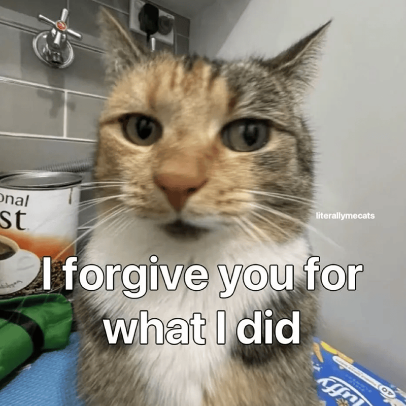 Onal st literallymecats I forgive you for what I did uffy OP