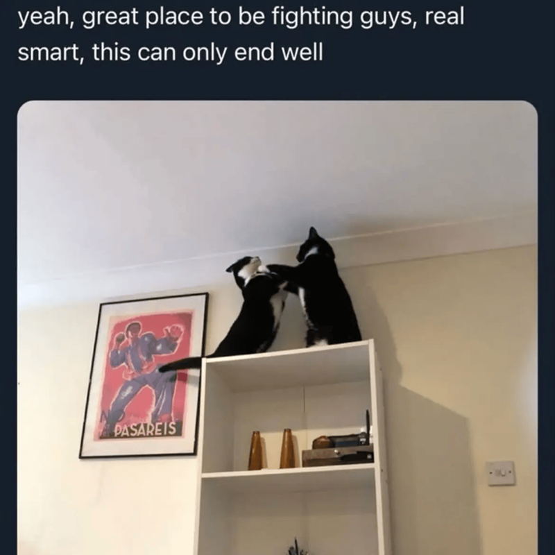 yeah, great place to be fighting guys, real smart, this can only end well PASAREIS