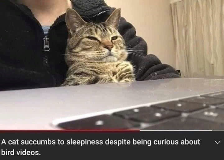 A cat succumbs to sleepiness despite being curious about bird videos.
