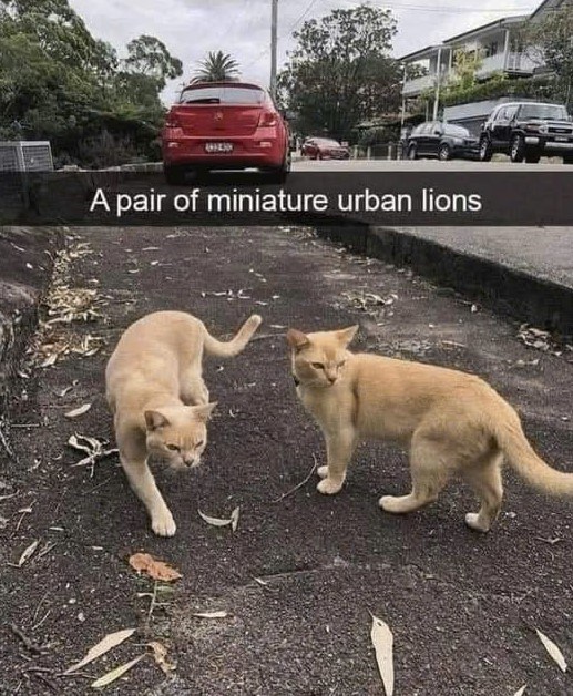 A pair of miniature urban lions