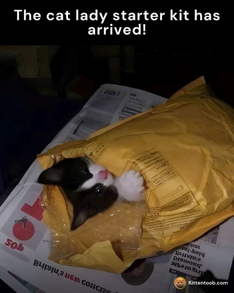 The cat lady starter kit has arrived! Sob aboos wena'nintha KARDO CGR bing-Ing a'mintis Drumone Am of A&M L17 Kittentoob.com