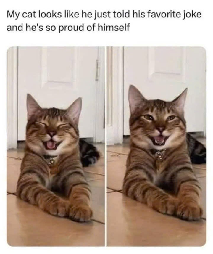 My cat looks like he just told his favorite joke and he's so proud of himself