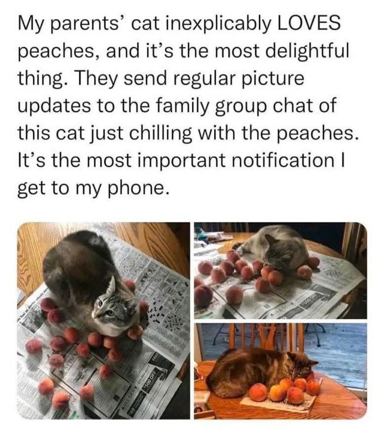 SYTSEN IRESERY 68846617 FE 49 $500 OFF My parents' cat inexplicably LOVES peaches, and it's the most delightful thing. They send regular picture updates to the family group chat of this cat just chilling with the peaches. It's the most important notification | get to my phone.