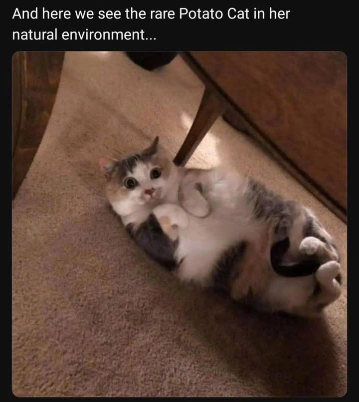 And here we see the rare Potato Cat in her natural environment...