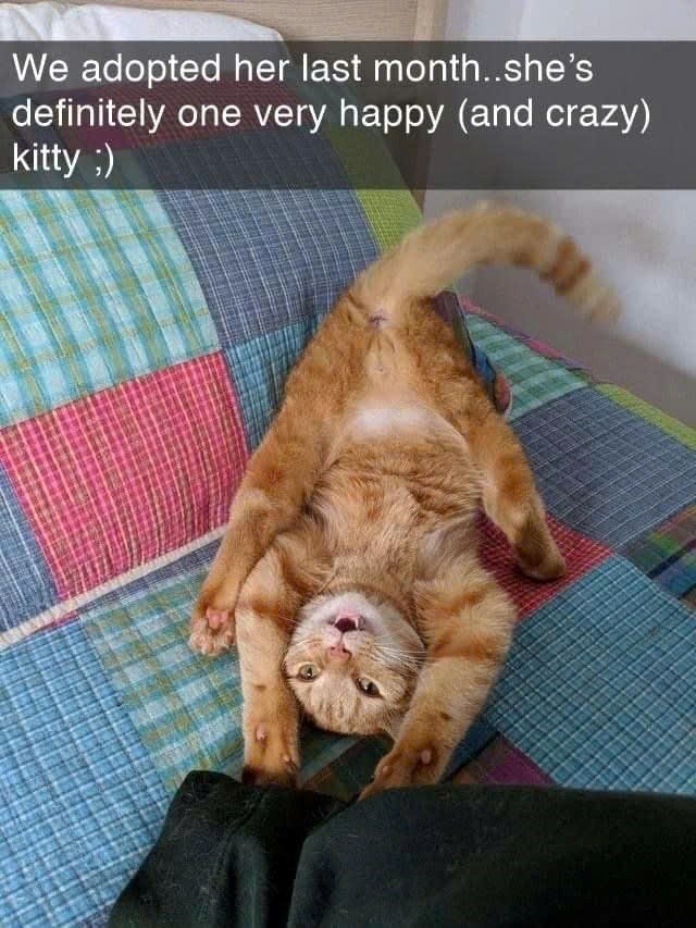 We adopted her last month..she's definitely one very happy (and crazy) kitty ;)