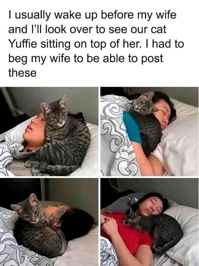 I usually wake up before my wife and I'll look over to see our cat Yuffie sitting on top of her. I had to beg my wife to be able to post these