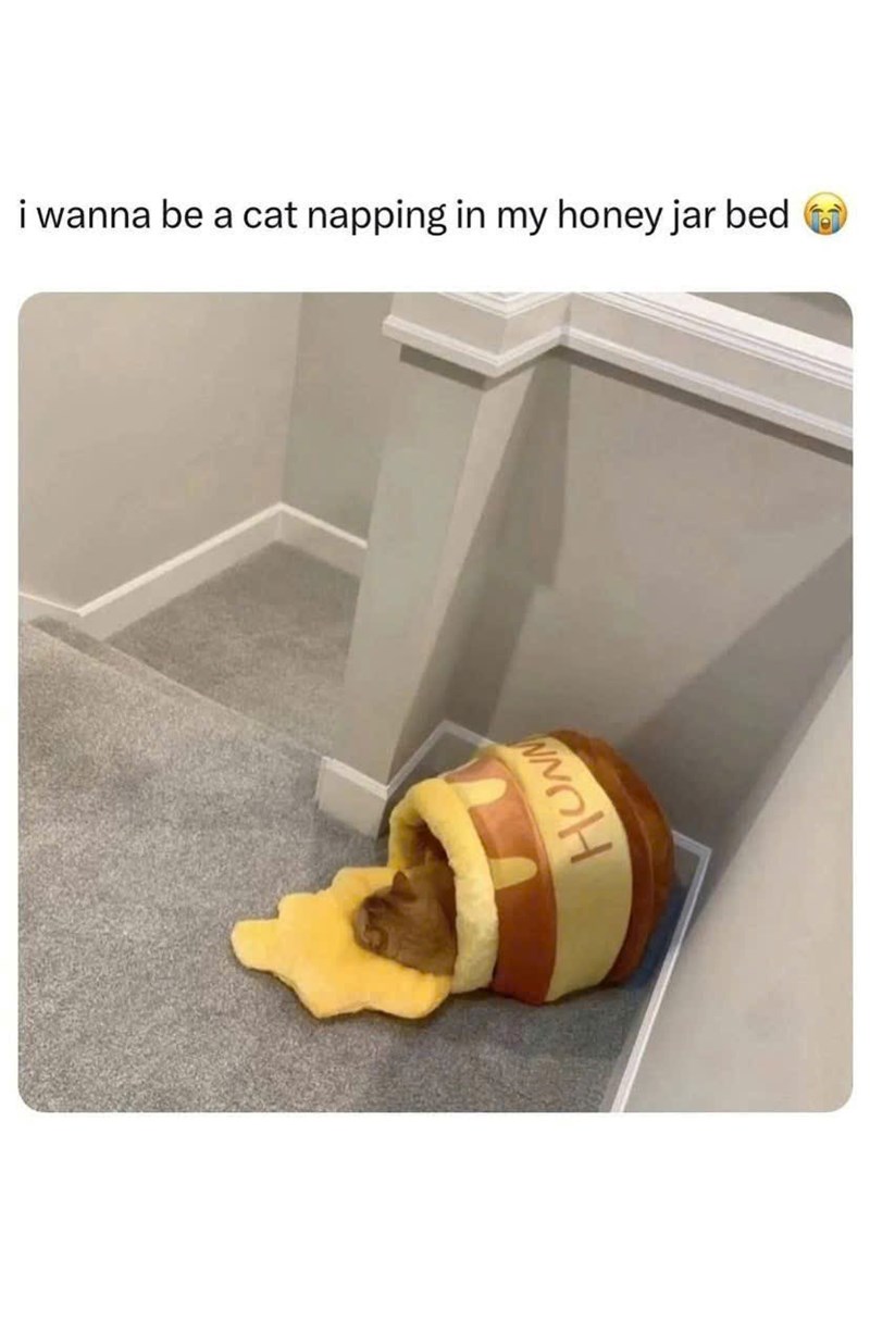 HUN i wanna be a cat napping in my honey jar bed