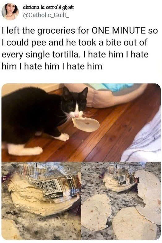 adriana la cerva's ghost @Catholic_Guilt I left the groceries for ONE MINUTE so I could pee and he took a bite out of every single tortilla. I hate him I hate him I hate him I hate him 1073