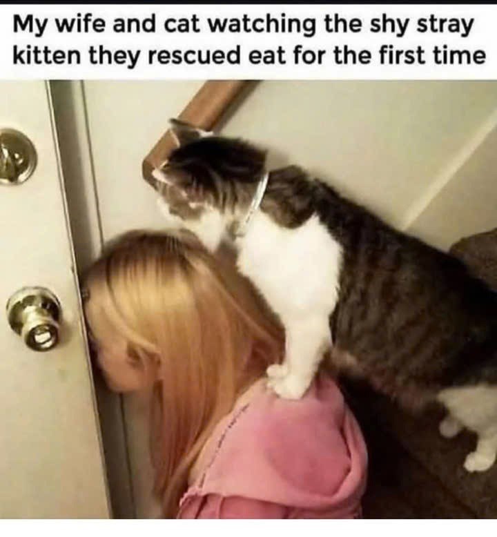 My wife and cat watching the shy stray kitten they rescued eat for the first time