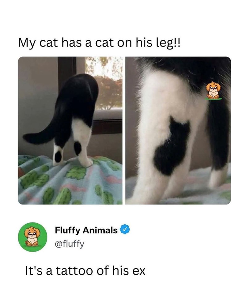 My cat has a cat on his leg!! Fluffy Animals @fluffy It's a tattoo of his ex