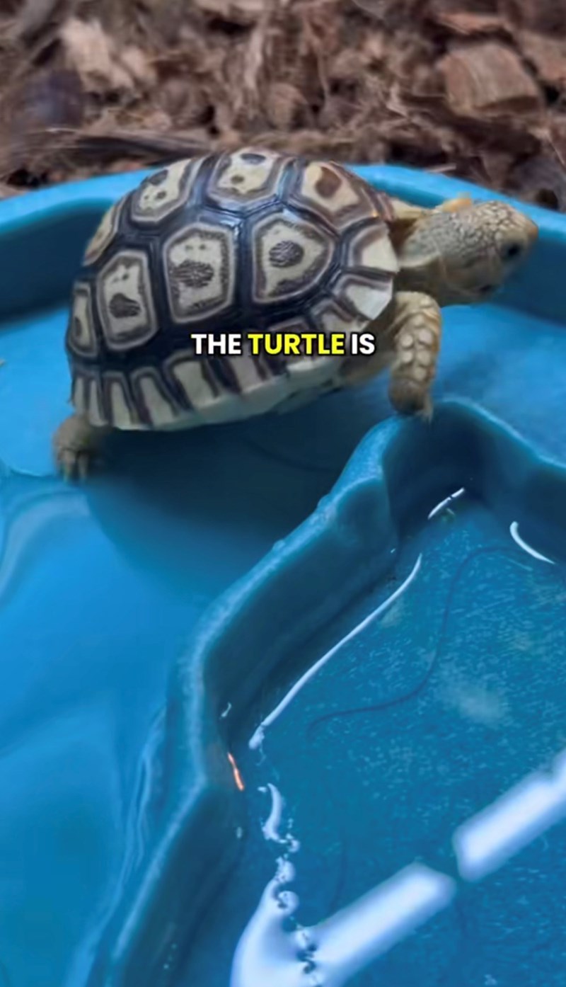 THE TURTLE IS
