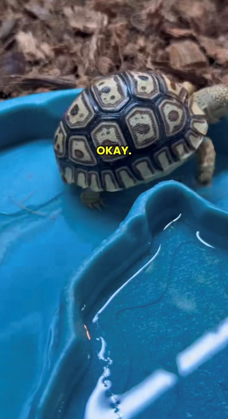 OKAY.