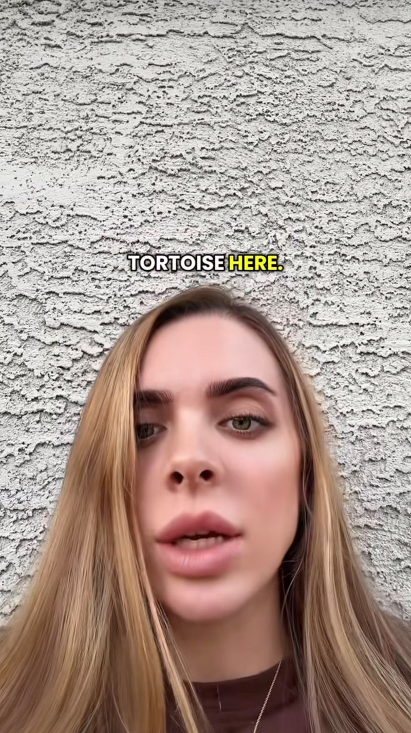TORTOISE HERE.
