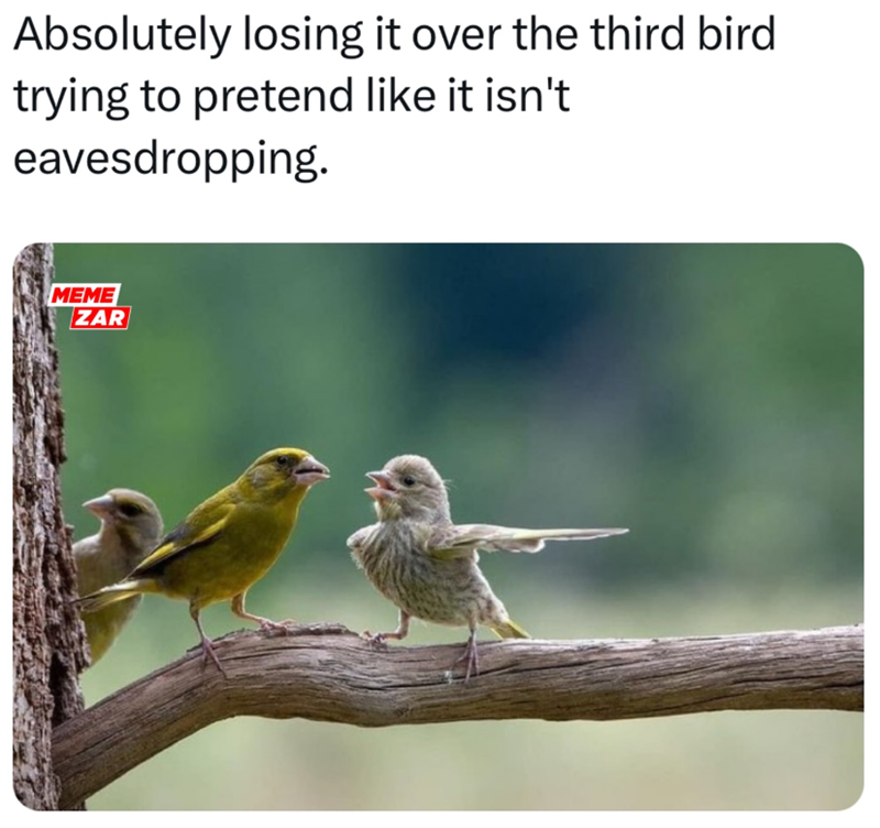 Absolutely losing it over the third bird trying to pretend like it isn't eavesdropping. MEME ZAR
