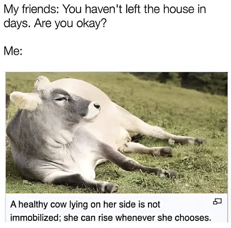 My friends: You haven't left the house in days. Are you okay? Me: A healthy cow lying on her side is not immobilized; she can rise whenever she chooses.