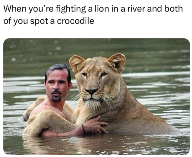 When you're fighting a lion in a river and both of you spot a crocodile
