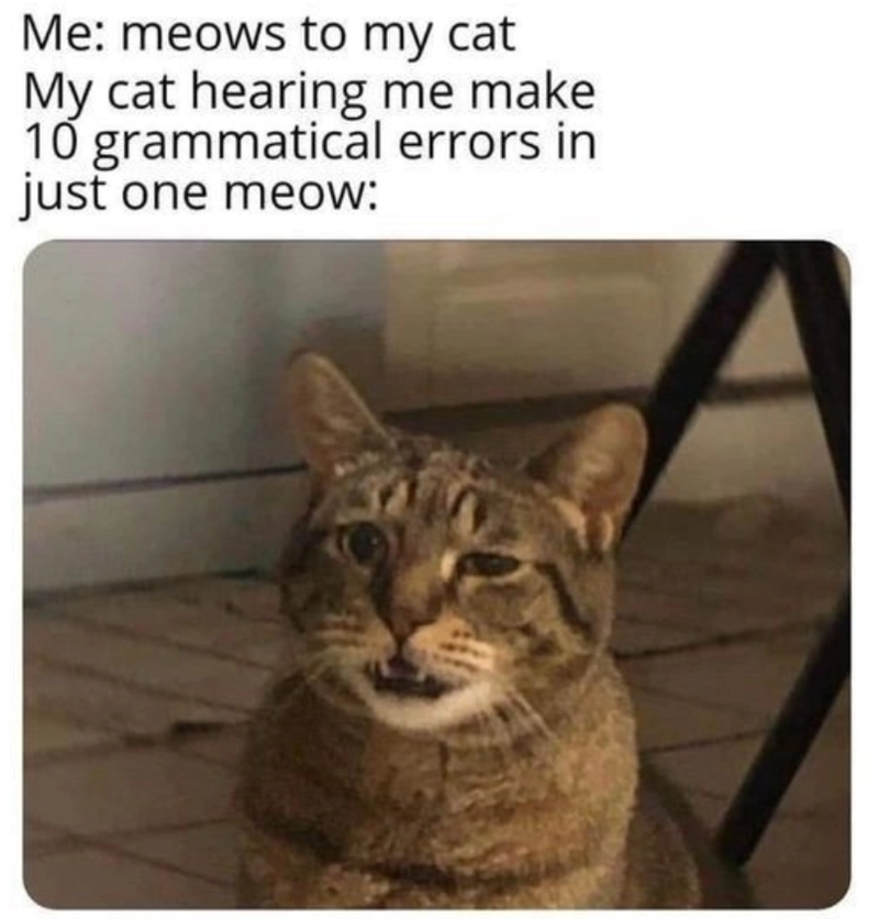 Me: meows to my cat My cat hearing me make 10 grammatical errors in just one meow: