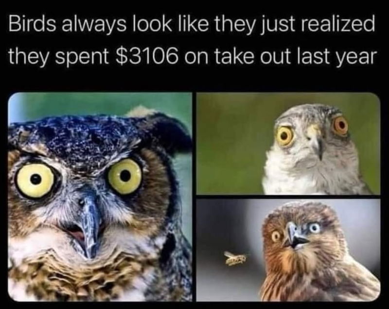 Birds always look like they just realized they spent $3106 on take out last year O
