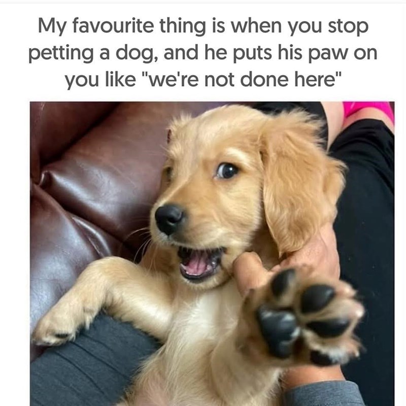 My favourite thing is when you stop petting a dog, and he puts his paw on you like "we're not done here"