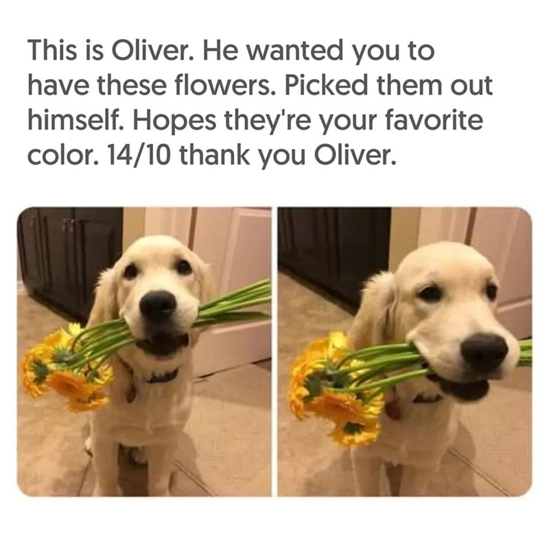 This is Oliver. He wanted you to have these flowers. Picked them out himself. Hopes they're your favorite color. 14/10 thank you Oliver.