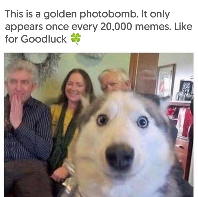 This is a golden photobomb. It only appears once every 20,000 memes. Like for Goodluck