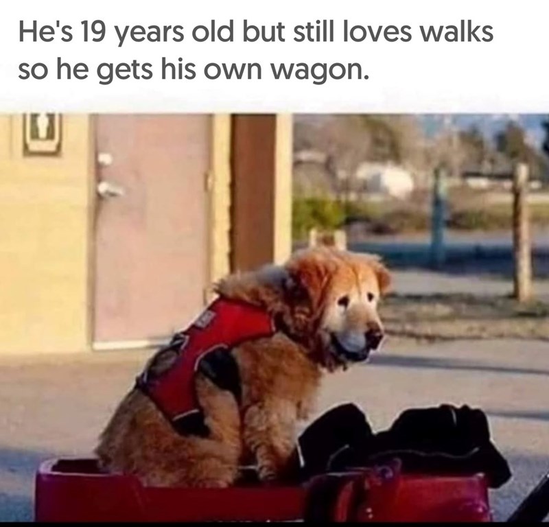 He's 19 years old but still loves walks so he gets his own wagon.
