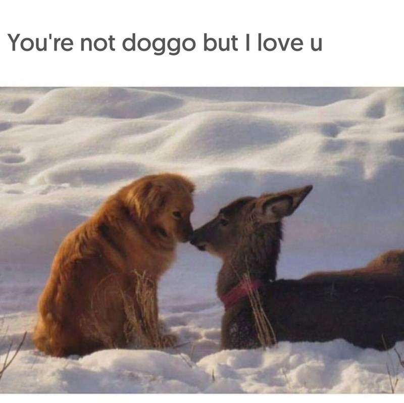 You're not doggo but I love u