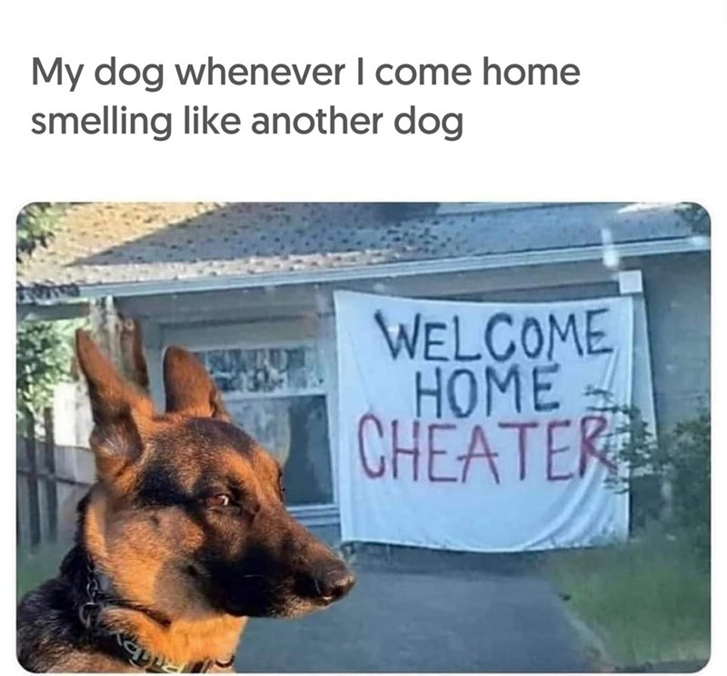 My dog whenever I come home smelling like another dog WELCOME HOME CHEATER