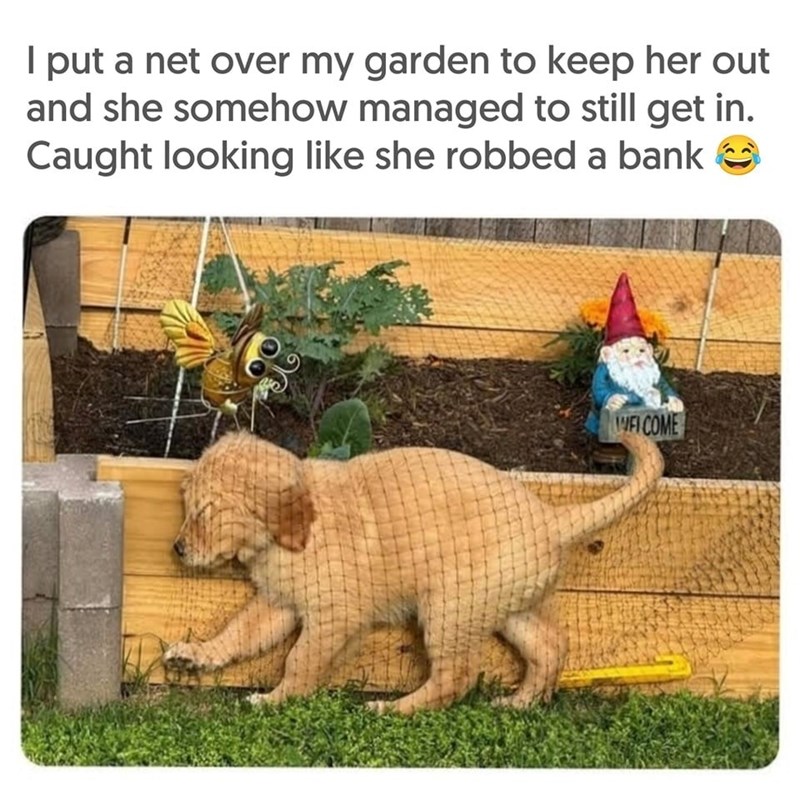 I put a net over my garden to keep her out and she somehow managed to still get in. Caught looking like she robbed a bank 235 WIFI COME