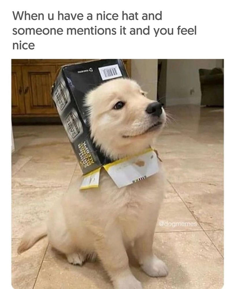 When u have a nice hat and someone mentions it and you feel nice ALEBI @dogmemes