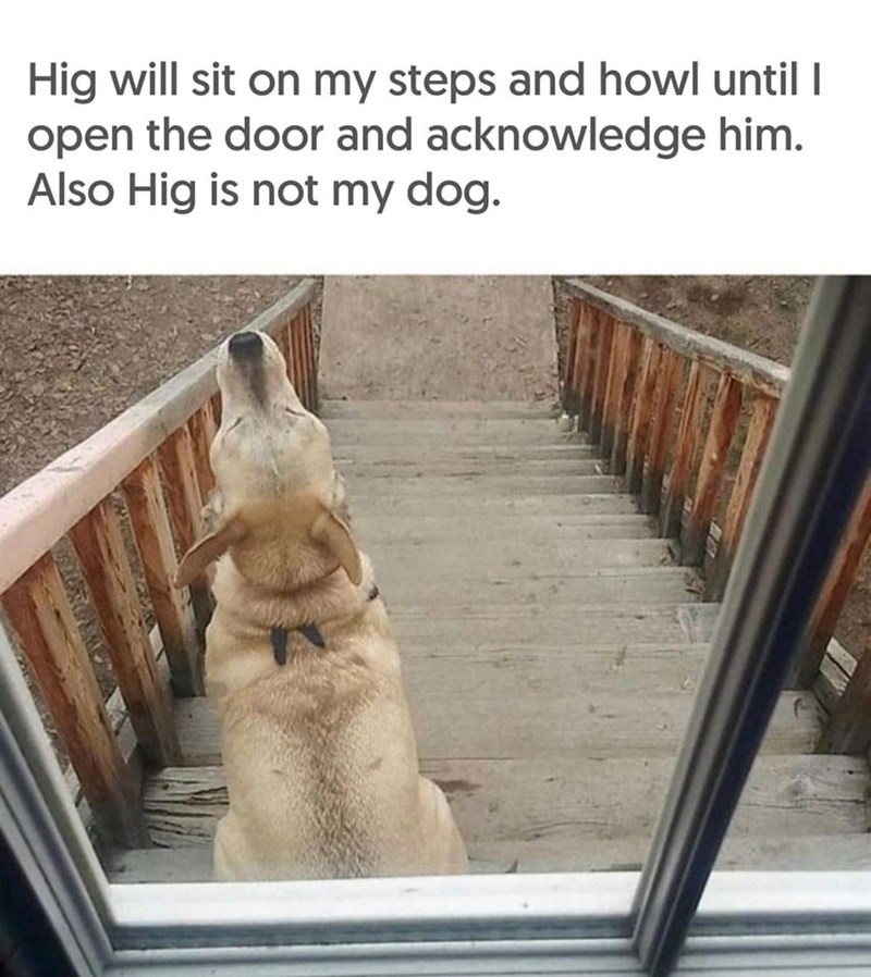 Hig will sit on my steps and howl until I open the door and acknowledge him. Also Hig is not my dog.