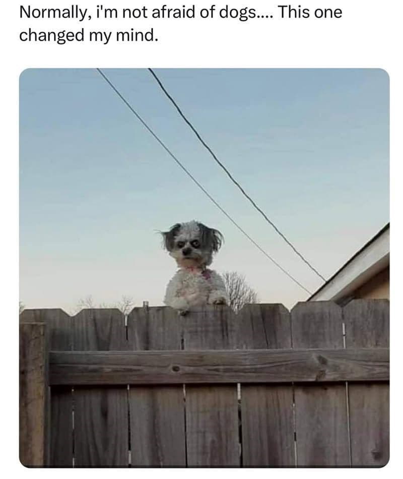 Normally, i'm not afraid of dogs.... This one changed my mind.