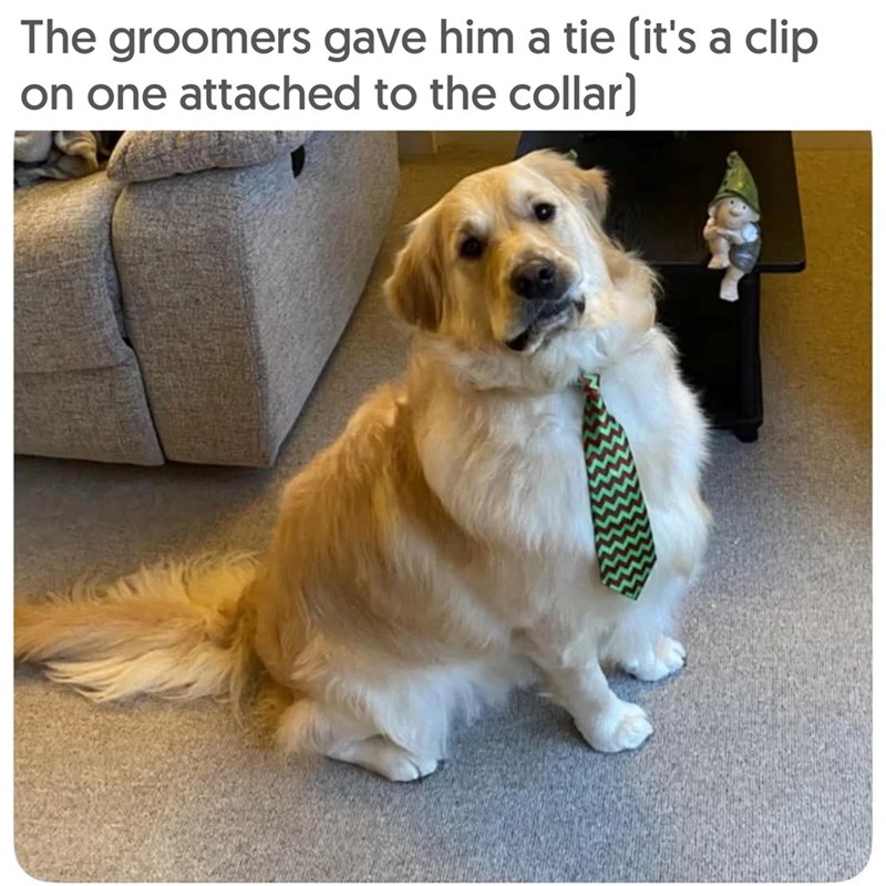 The groomers gave him a tie (it's a clip on one attached to the collar)