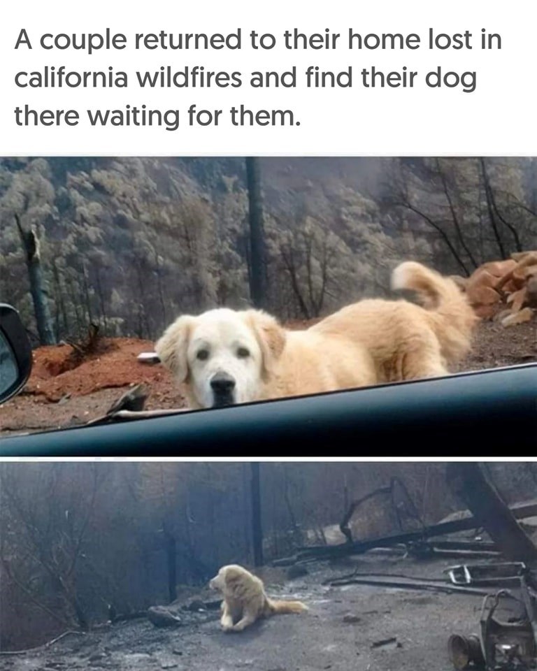 A couple returned to their home lost in california wildfires and find their dog there waiting for them.