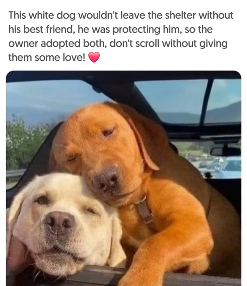 This white dog wouldn't leave the shelter without his best friend, he was protecting him, so the owner adopted both, don't scroll without giving them some love!