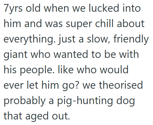 7yrs old when we lucked into him and was super chill about everything. just a slow, friendly giant who wanted to be with his people. like who would ever let him go? we theorised probably a pig-hunting dog that aged out.