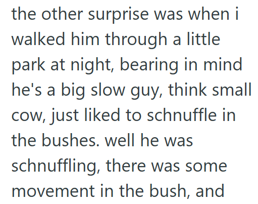 the other surprise was when i walked him through a little park at night, bearing in mind he's a big slow guy, think small cow, just liked to schnuffle in the bushes. well he was schnuffling, there was some movement in the bush, and