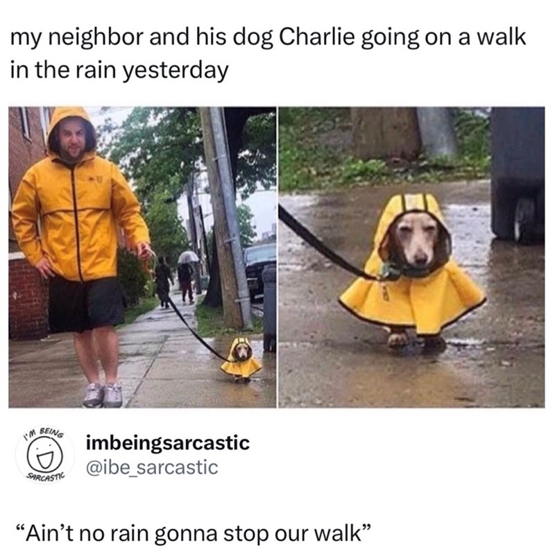 my neighbor and his dog Charlie going on a walk in the rain yesterday I'm BEING SARCASTIC imbeingsarcastic @ibe_sarcastic "Ain't no rain gonna stop our walk"