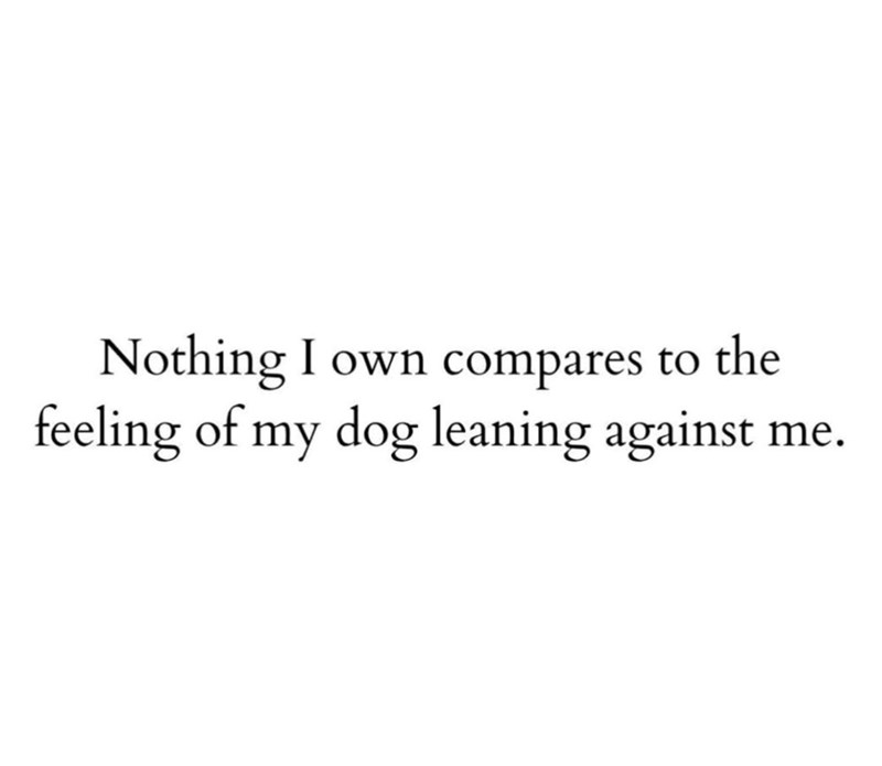 Nothing I own compares to the feeling of my dog leaning against me.