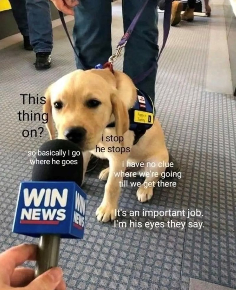 This thing on? So basically I go where he goes i stop he stops i have no clue where we're going till we get there WIN NEWS NEWS It's an important job. I'm his eyes they say.