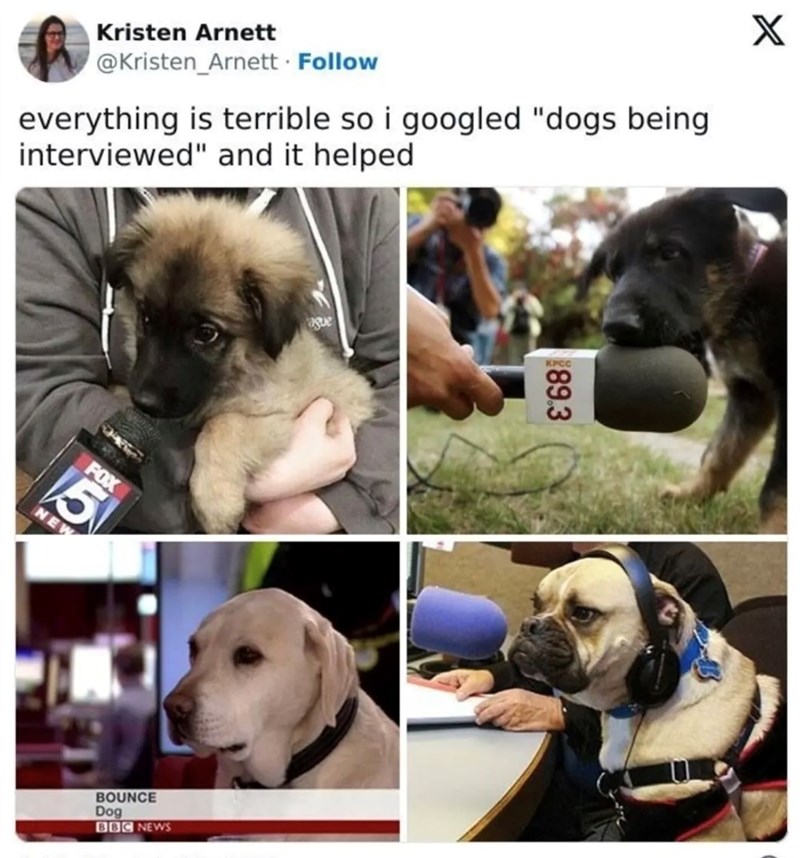 Kristen Arnett @Kristen_Arnett. Follow everything is terrible so i googled "dogs being interviewed" and it helped FOX 5 NEW ague BOUNCE Dog BBC NEWS $89.3 KPCC X