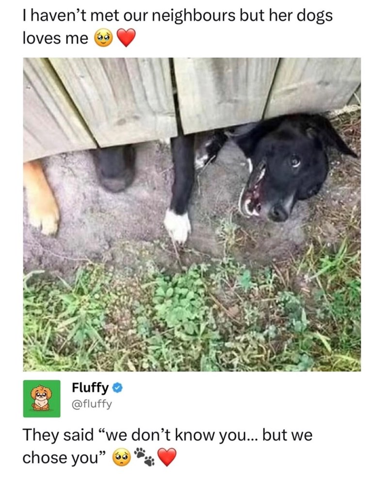 I haven't met our neighbours but her dogs. loves me Fluffy @fluffy They said "we don't know you... but we chose you"