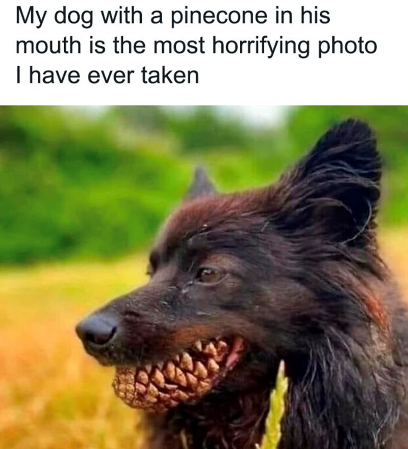 My dog with a pinecone in his mouth is the most horrifying photo I have ever taken