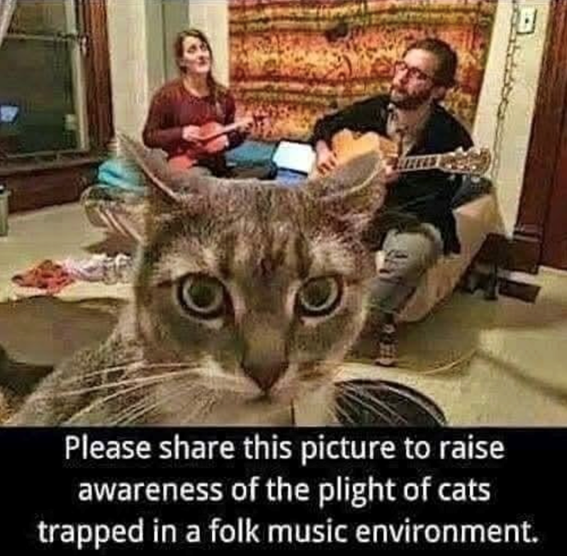 Please share this picture to raise awareness of the plight of cats trapped in a folk music environment.