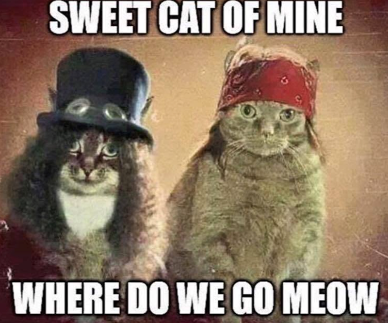 SWEET CAT OF MINE WHERE DO WE GO MEOW