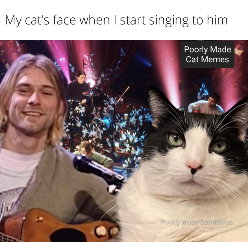 My cat's face when I start singing to him Poorly Made Cat Memes Poorly Made Cat Memes
