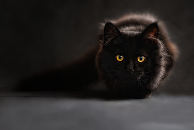 Black cat with yellow eyes on a dark grey background, professional photograph.